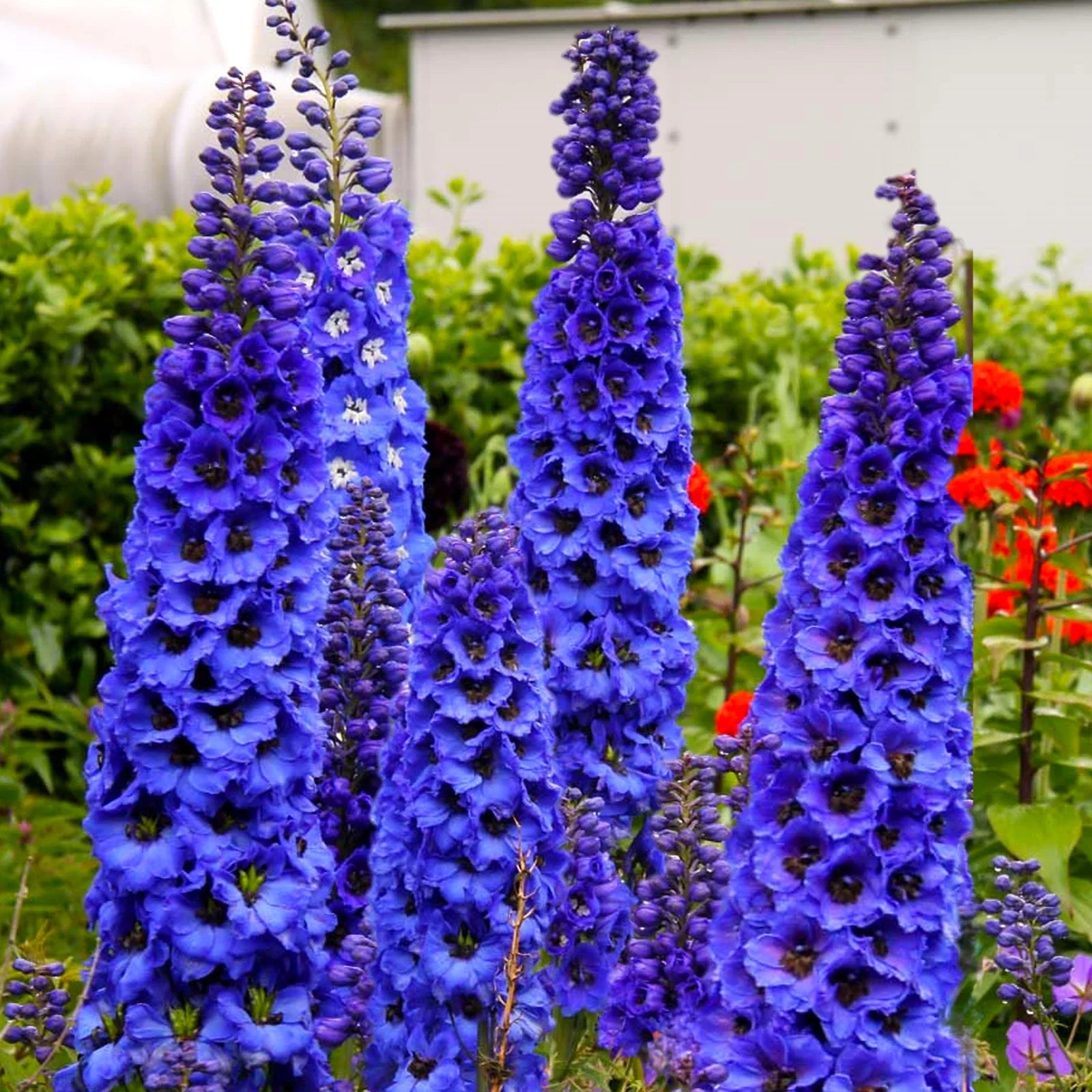 Royal Blue Spire Larkspur Seeds - Cobalt Delphinium ajacis, Annual Flower Seeds for Garden, Cut Flowers, Pollinator Attractant