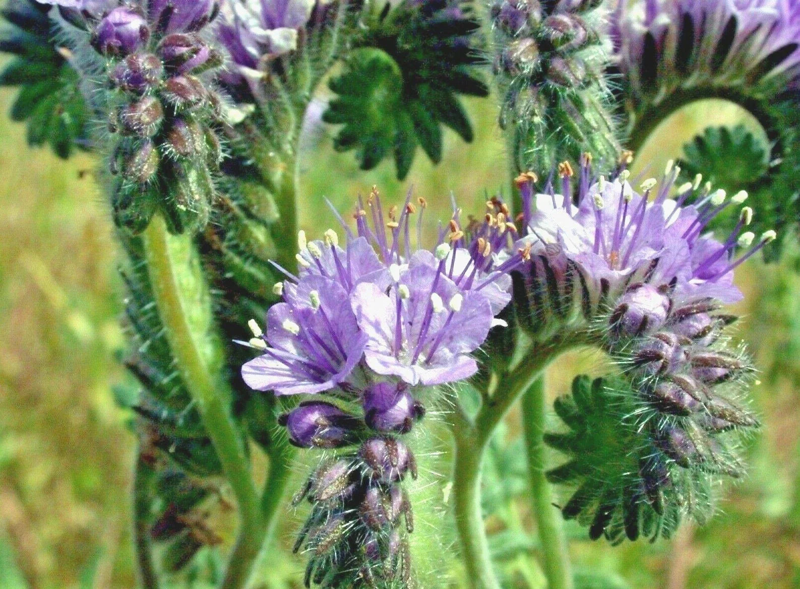 Lacy Phacelia Seeds - 1000+ Native Wildflower for Pollinators, Drought Tolerance, Cover Crop, Phacelia tanacetifolia