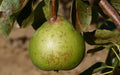 Old Home Pear Seeds - 25+ Pack for Garden Planting, Pyrus communis, Non-GMO, USA Grown, Deciduous Fruit Tree Seeds