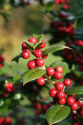 Chinese Holly Seeds 20+ Ilex Cornuta Evergreen Shrub Ornamental Landscape Plant Garden Seed