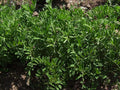 Organic Black Lentil Seeds for Sprouting - Non-GMO, Lens culinaris, 100 Seeds, Edible Legumes, Indoor & Outdoor Gardening