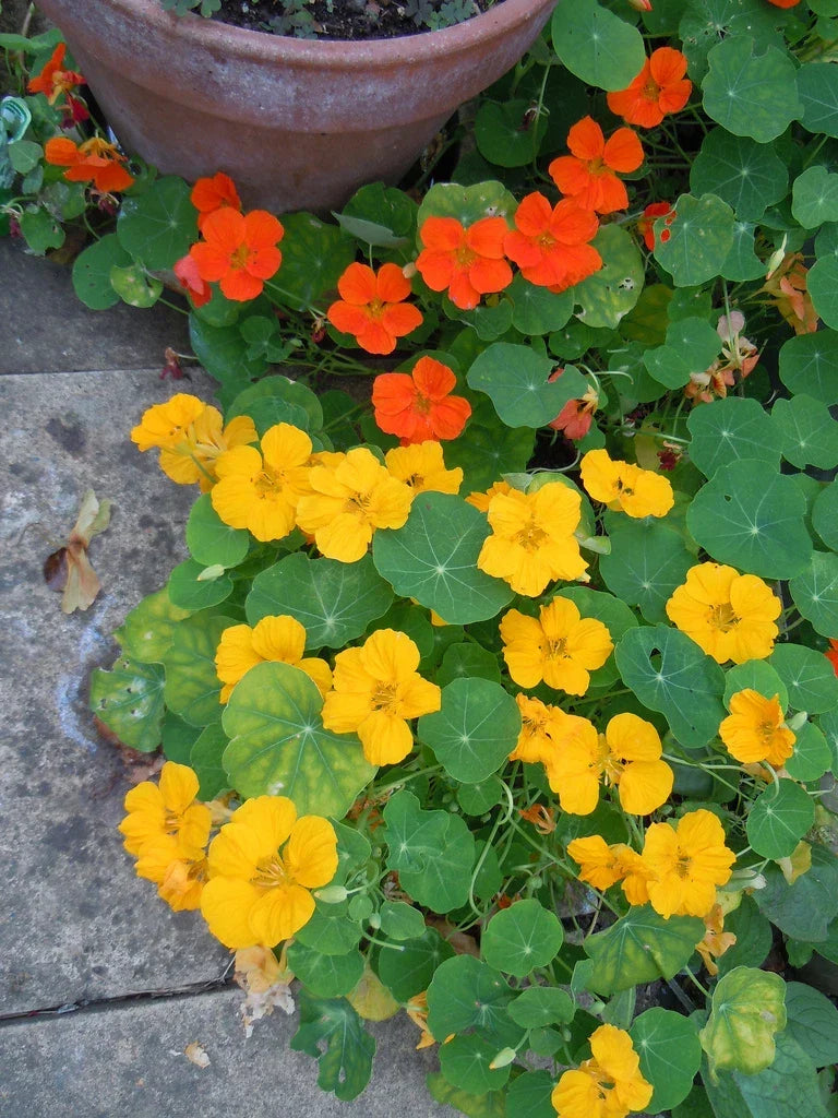 Nasturtium Seeds - Jewel Mix Edible Flowers - Tropaeolum majus - 30 Pack, Vibrant Colors, Pollinator Attracting, Easy to Grow
