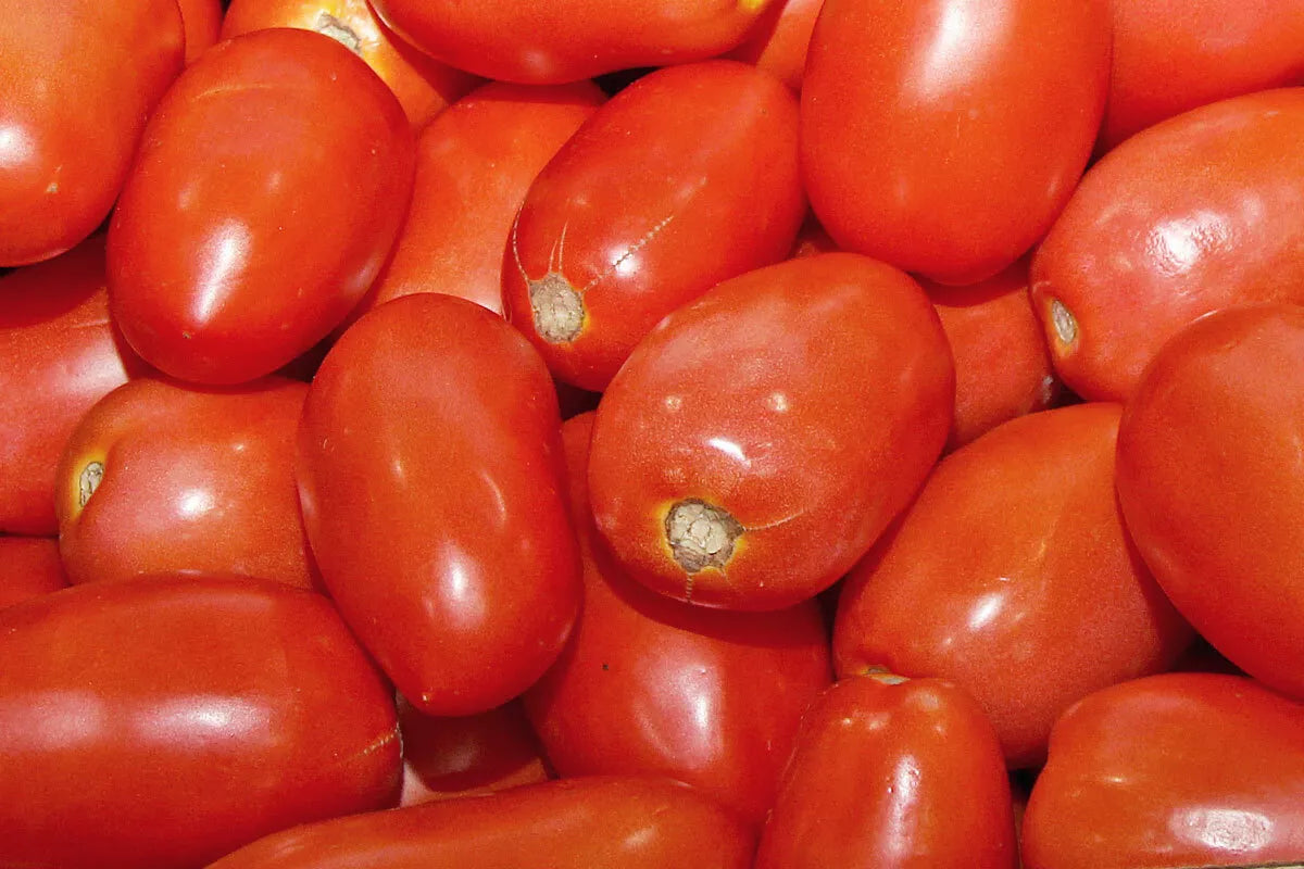 Roma Italian Tomato Seeds – Heirloom Solanum lycopersicum for Sauce & Paste, 100 Pack, Non-GMO, High Yield, Easy to Grow