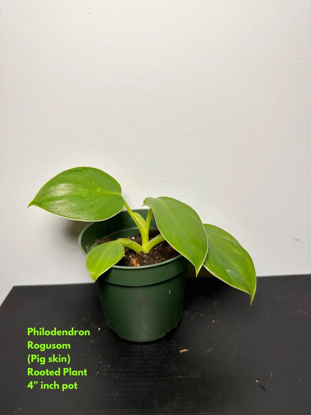 Philodendron Rogusom Top Cutting | Pig Skin Variety | Rooted Indoor Plant