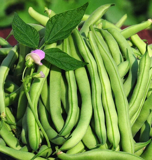 Tendergreen Improved Green Bush Bean Seeds – Stringless, Heavy Producer, Phaseolus vulgaris, Vegetable Seeds, Organic, 15+ Seeds