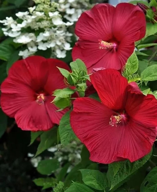 Honeymoon Red Hardy Hibiscus Seeds - Heirloom Dinner Plate Hibiscus moscheutos, 25+ Seeds for Garden, Pollinator Attractant