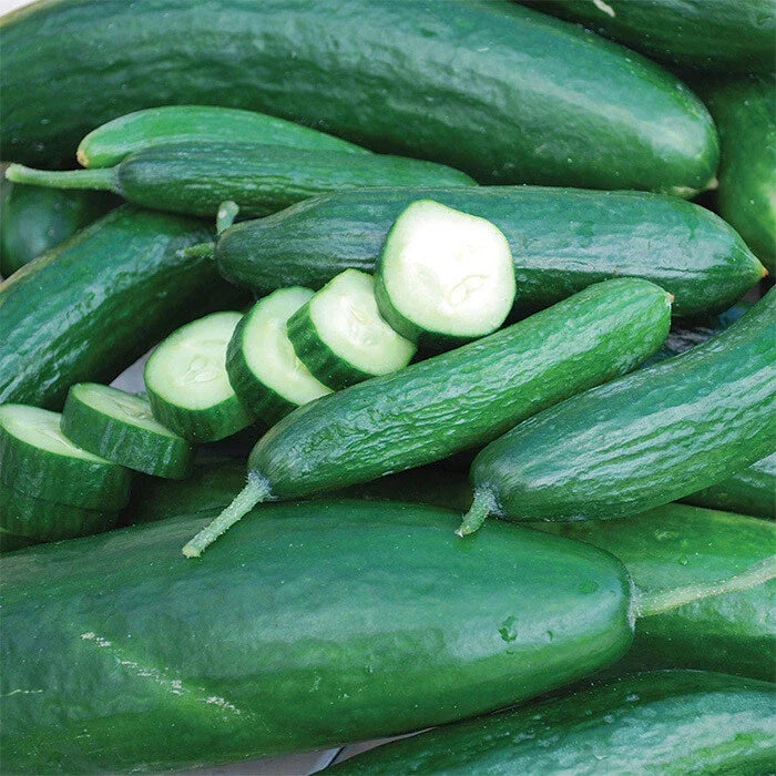 Muncher Cucumber Seeds 50+ Heirloom Non-GMO Vegetable Garden Seeds Cucumis sativus for Home Gardening