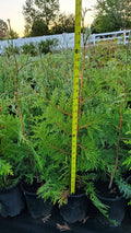 Green Giant Arborvitae Trees 2.5ft 10 Pack | Thuja standishii x plicata | Privacy Hedge, Evergreen, Fast Growing