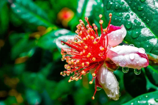 Dwarf Pineapple Guava Tree Seeds – Feijoa sellowiana, Fruit-Bearing, Easy to Grow, Compact Bush, 10+ Seeds, Free U.S. Shipping