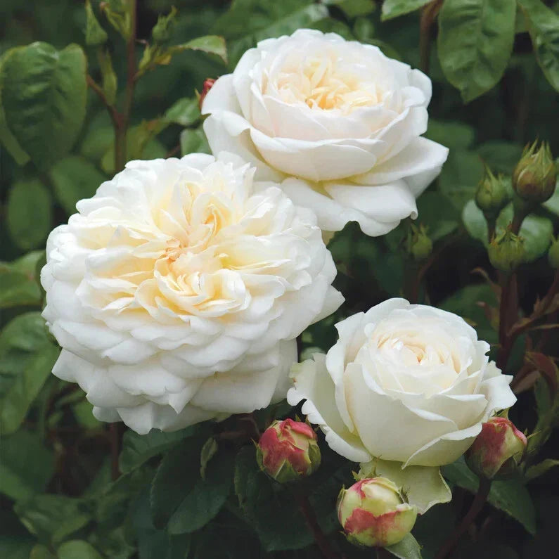 David Austin Tranquillity Rose Cuttings | Unrooted Fresh Stems 5-8" | Pink Fragrant Roses Rosa 'Tranquility'