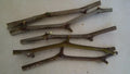Jujube Tree Cuttings 5 Pcs Georgia 866 & Lang Variety Ziziphus jujuba for Home Garden Propagation