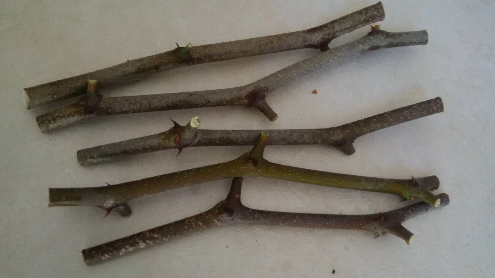 Jujube Tree Cuttings 5 Pcs Georgia 866 & Lang Variety Ziziphus jujuba for Home Garden Propagation