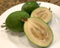 Feijoa Seeds - 40 Pineapple Guava Seeds - Feijoa Sellowiana - Bushy Shrub for Garden & Fruit Cultivation