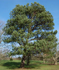 Loblolly Pine Seedlings 1ft - Evergreen Fast-Growing Pinus Taeda Native to Southern USA - 3 Live Plants