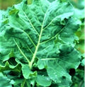 Non-GMO Kale Seeds, Early Hanover Variety, Brassica oleracea, 200+ Seeds for Home Gardening