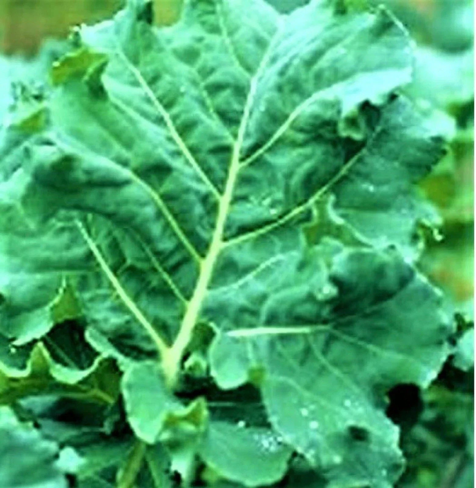 Non-GMO Kale Seeds, Early Hanover Variety, Brassica oleracea, 200+ Seeds for Home Gardening