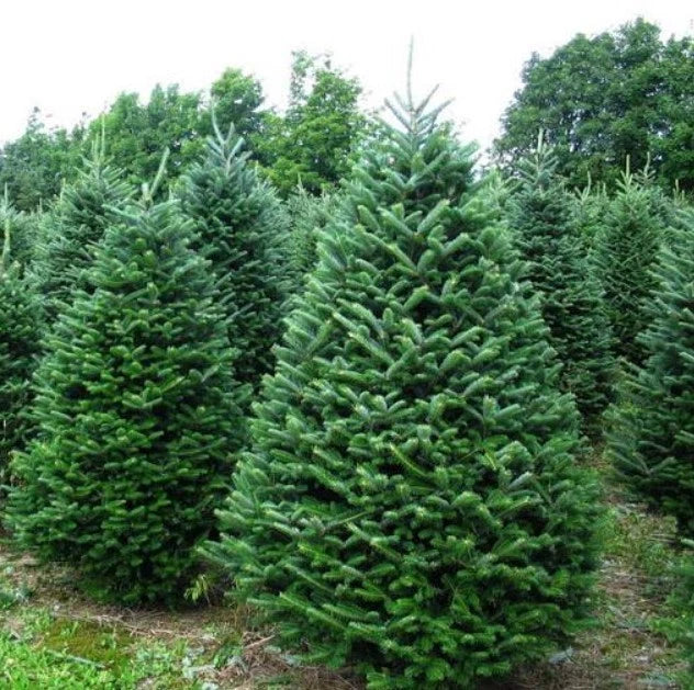Noble Fir Live Bareroot Tree 10-16" Tall - Abies Procera - Hardy for Zones 5-6