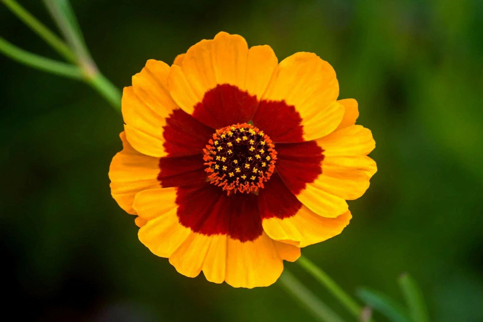 Plains Coreopsis Seeds - 2000+ Drought Resistant Native Wildflower for Pollinators - Coreopsis tinctoria Seed Packet