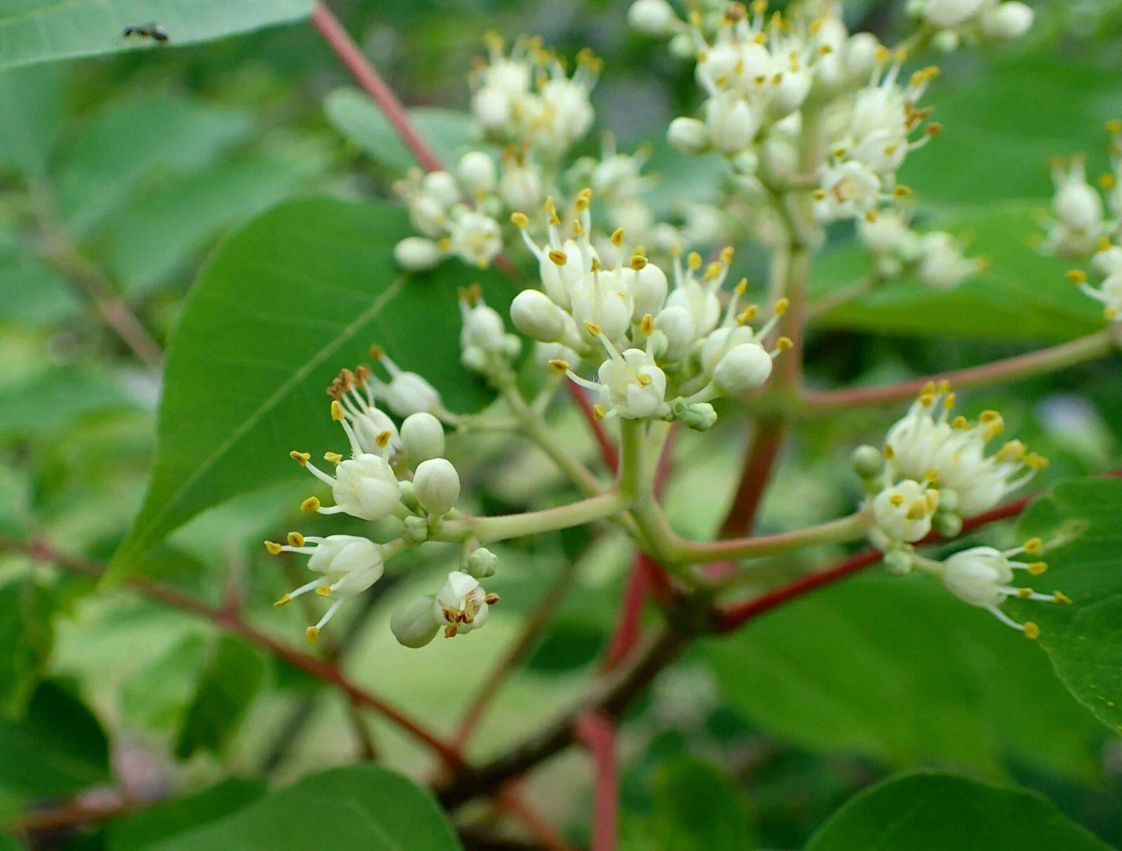 Bee-Bee Tree Seeds 50 Count Korea Evodia Tetradium daniellii Pollinator-Friendly Fast-Growing Seeds