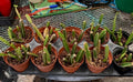 Rooted Cissus Quandrangularis Veldt Grape Medicinal Plant - Easy Grower, Indoor & Outdoor, Climbing Vine, 2 Rooted Pots