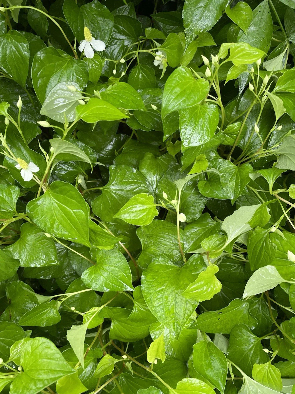 Bare Root Houttuynia Cordata Plants - Fish Mint 20-Pack - Live Edible Herbal Plants