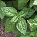 Basil Seeds - 25 Herb Seeds - Culinary Ocimum basilicum - Indoor & Outdoor Gardening