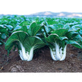 Chinese Cabbage Seeds - Joi Choi Heirloom Brassica rapa subsp. pekinensis - Fast-Growing, Non-GMO, Salad & Stir-Fry Vegetable Seeds