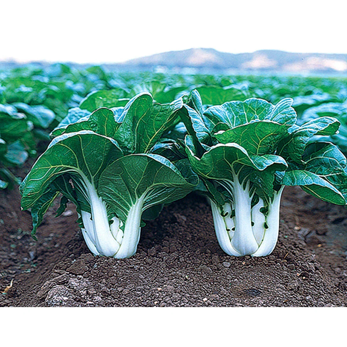 Chinese Cabbage Seeds - Joi Choi Heirloom Brassica rapa subsp. pekinensis - Fast-Growing, Non-GMO, Salad & Stir-Fry Vegetable Seeds