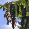 Himalayan Spruce Tree Seeds - 20 Pack - Picea smithiana - Tall Conifer for Gardening & Landscaping