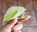 Genuine Philodendron Gabby Cutting - Authentic Propagation Plant, Philodendron hederaceum 'Gabby' for Indoor Garden