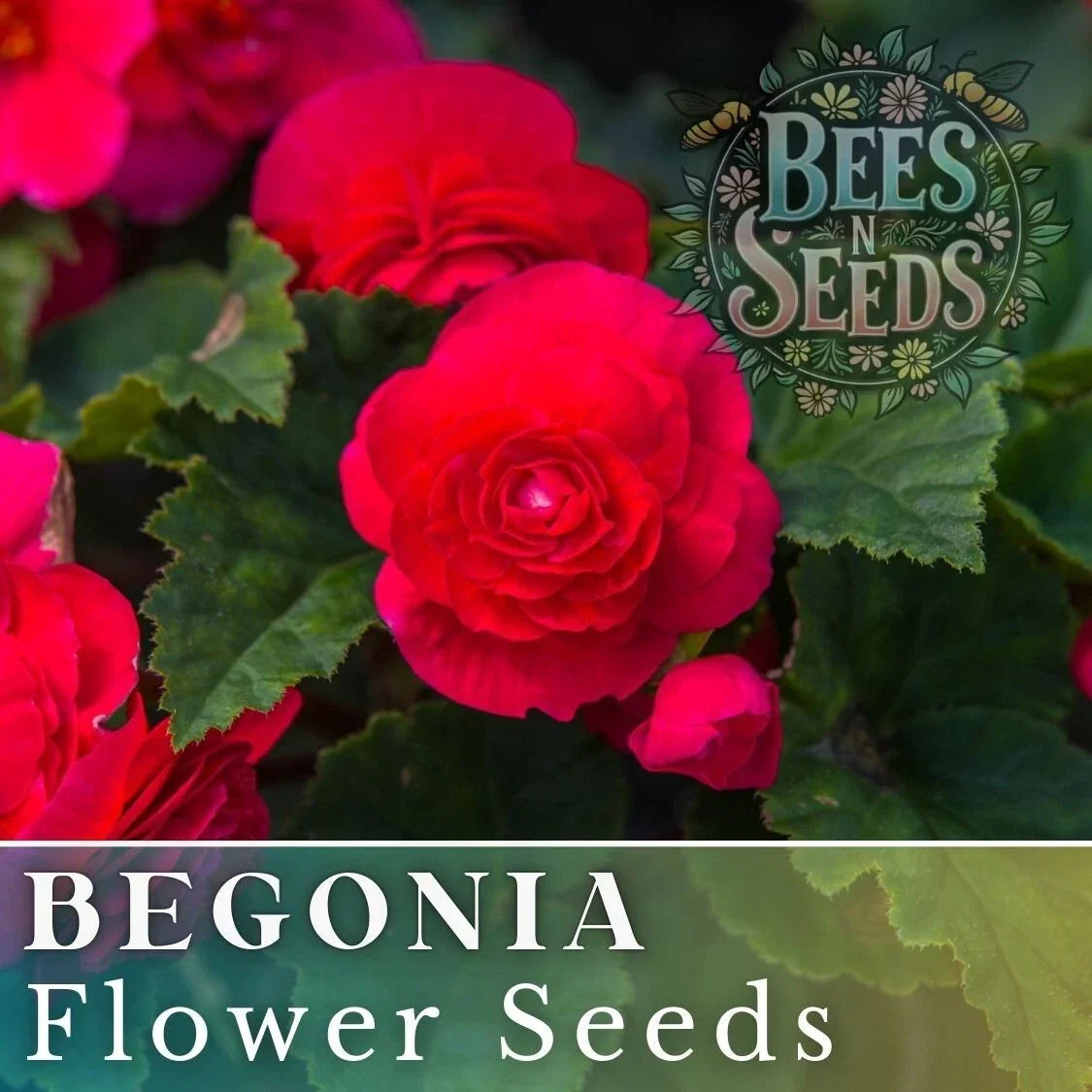 Royal Luxe Begonia Seeds - Non-GMO Flower Seeds - Pack of 45 or 125 - Begonia x tuberhybrida for Indoor & Outdoor Gardens