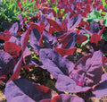 Orach Red Fire Seeds - French Spinach, Mountain Spinach, Non-GMO, Heirloom, Atriplex hortensis, Edible Greens, Cool-Season Crop
