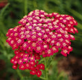 Yarrow Seeds - 1500 Non-GMO Red Rubra Perennial for Cut Flowers and Pollinators - Achillea millefolium