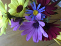 Daisy Color Mix Seeds 150 Pack - Bellis perennis - Vibrant Flower Seeds for Garden, Containers & Borders