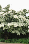 Kousa Dogwood Tree Starter Plant in 4-Inch Pot, White Flowers, Cornus kousa, Ornamental Tree for Garden Landscaping