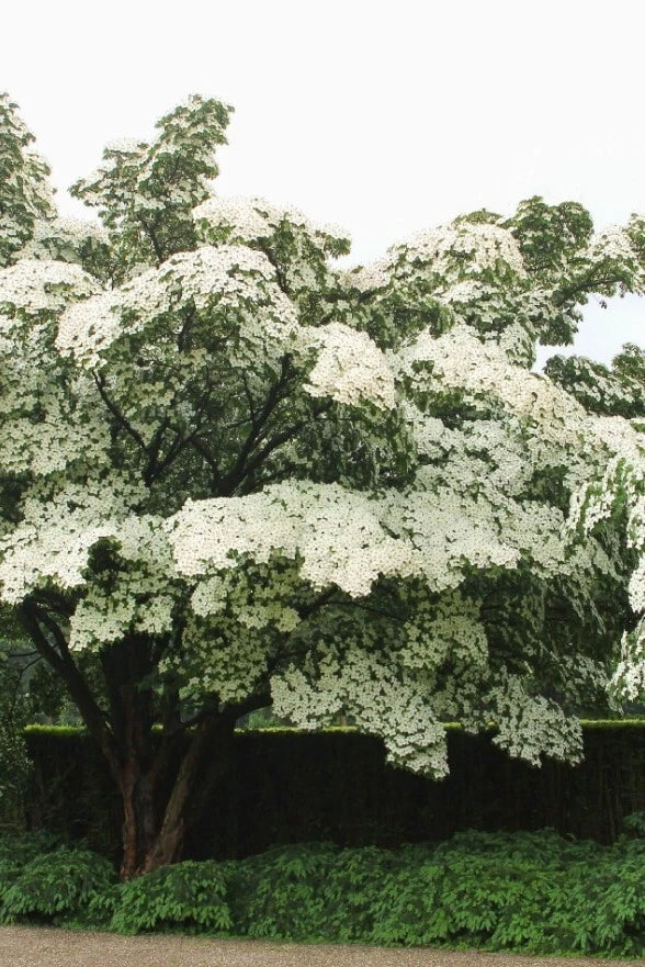 Kousa Dogwood Tree Starter Plant in 4-Inch Pot, White Flowers, Cornus kousa, Ornamental Tree for Garden Landscaping