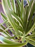 Variegated Spider Plant Babies - 2 Pack, Easy Care Houseplants, Chlorophytum comosum, Indoor Air Purifying Plants