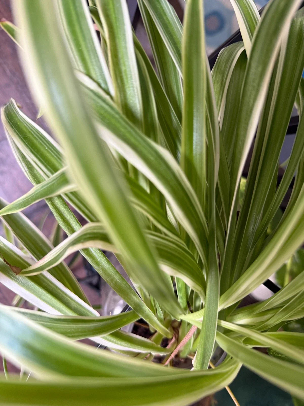 Variegated Spider Plant Babies - 2 Pack, Easy Care Houseplants, Chlorophytum comosum, Indoor Air Purifying Plants