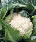 Cauliflower Seeds - Snowball Self Blanching Variety - Brassica oleracea - Pack of 200+ Seeds for Home Garden