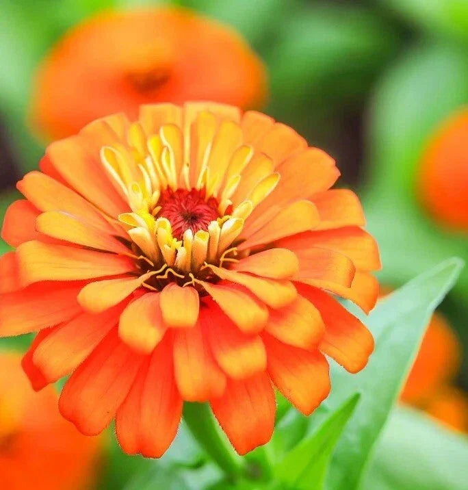 Orange King Zinnia Seeds - 200+ Pack, Butterfly & Hummingbird Attracting, Zinnia elegans, Annual Flowers for Garden & Borders