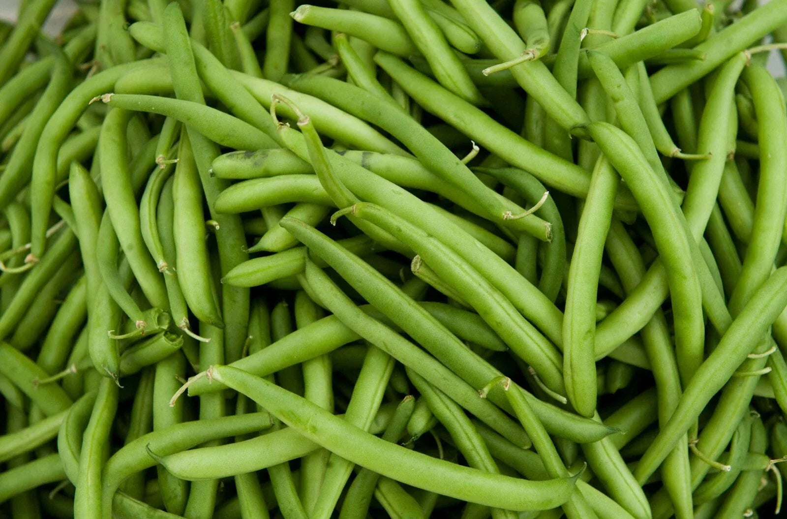 Contender Green Bean Seeds – Phaseolus vulgaris – Bush Type, Fresh Organic Seeds for Home Gardening