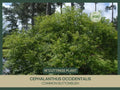 Buttonbush Cuttings 18" Fresh Cephalanthus occidentalis Native Wetland Plant for Rain Gardens