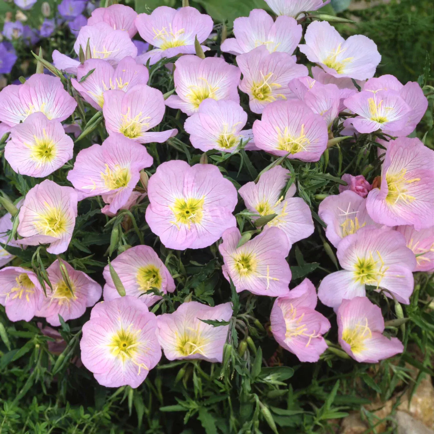 Showy Evening Primrose Seeds - Pink Ladies - Amapola - Mexican Primrose - Oenothera speciosa - Full Sun, Drought Tolerant