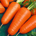 Organic Carrot Seeds 500 Count Chantenay Red Cored Daucus carota Heirloom Vegetable for Home Garden