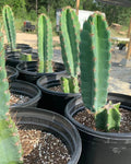 Peruvian Apple Cactus Cutting 12" Monstrose Cereus peruvians Unrooted Succulent Indoor Outdoor