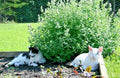 Organic Catnip Seeds - 501+ Nepeta cataria for Gardens & Containers - Drought Tolerant, Perennial Herb Seed