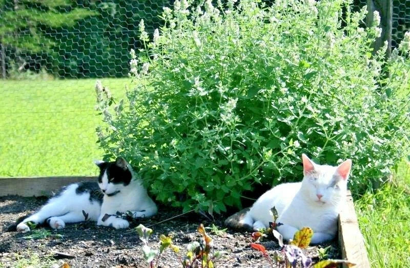 Organic Catnip Seeds - 501+ Nepeta cataria for Gardens & Containers - Drought Tolerant, Perennial Herb Seed