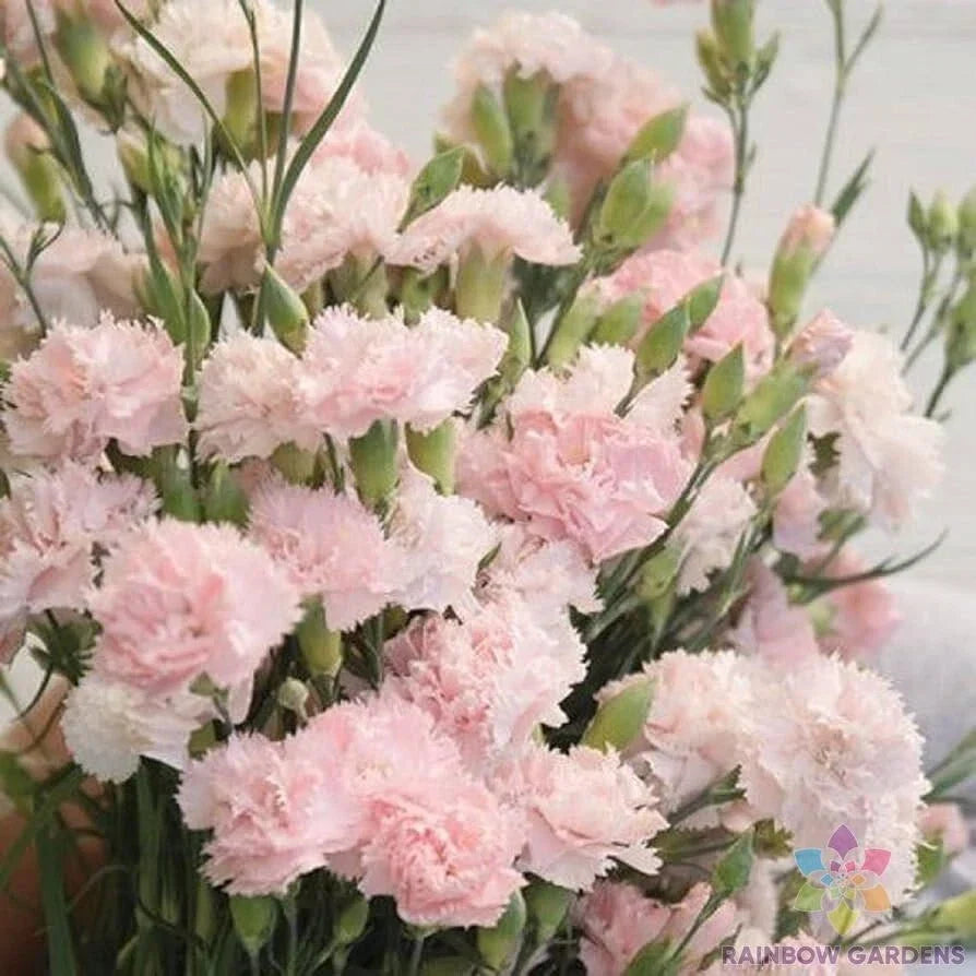 Garden Pink Carnation Seeds - 200+ Pack, Dianthus caryophyllus, Vibrant Pink Blooms, Easy to Grow, Non-GMO, Perfect for Gardens & Containers