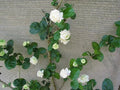 Grand Duke of Tuscany Jasmine Starter Plant - Jasminum Sambac Indoor & Garden Vine