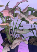 Syngonium "Mickey" Houseplant 4" Pot – Easy Care Air Purifier, Indoor Plant, Low Maintenance, Unique Leaf Shape, Syngonium podophyllum